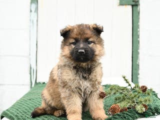 German Shepherd dogs Lacey - Ad 16