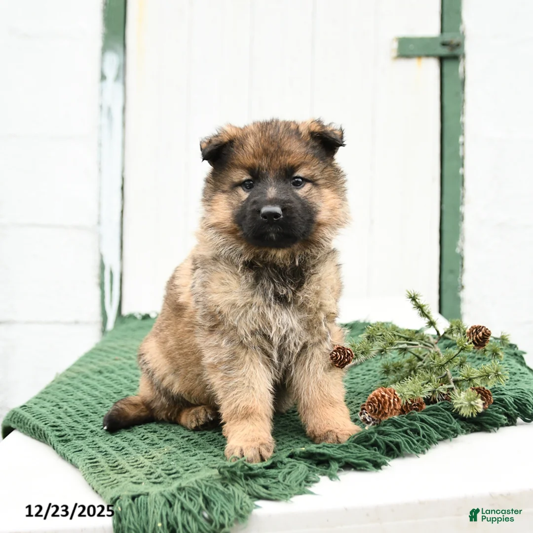 German Shepherd dogs for sale: Lacey - Ad 1