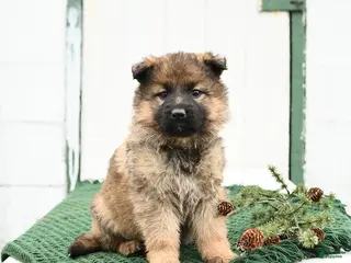 German Shepherd dogs Lacey - Ad 21