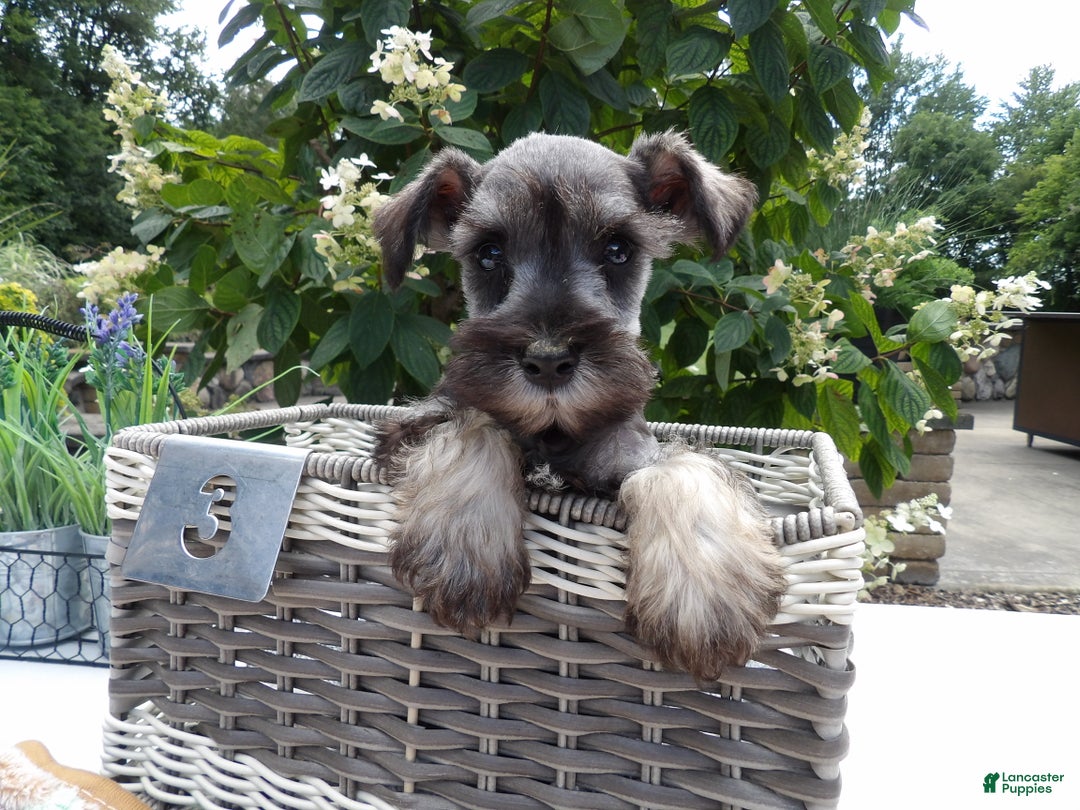 Miniature Schnauzer dogs for sale: Miniature Schnauzer Puppy 5 Curt - Ad 16