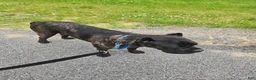Cane Corso dogs for sale: ICCF Savage  - Ad 7