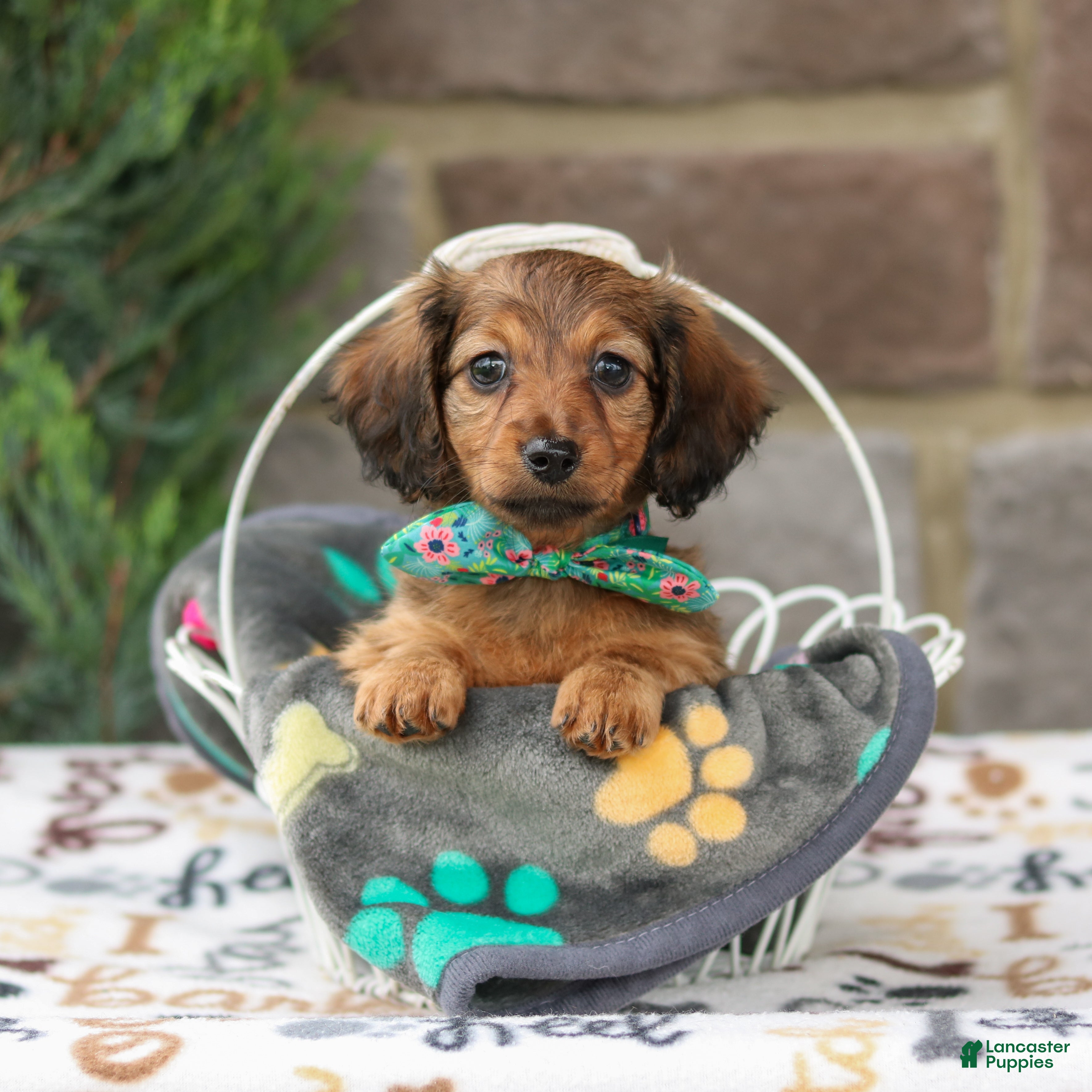 Miniature Dachshund dogs Georgia - Ad 1