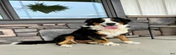 Bernese Mountain Dog dogs for sale: Lily - Ad 8