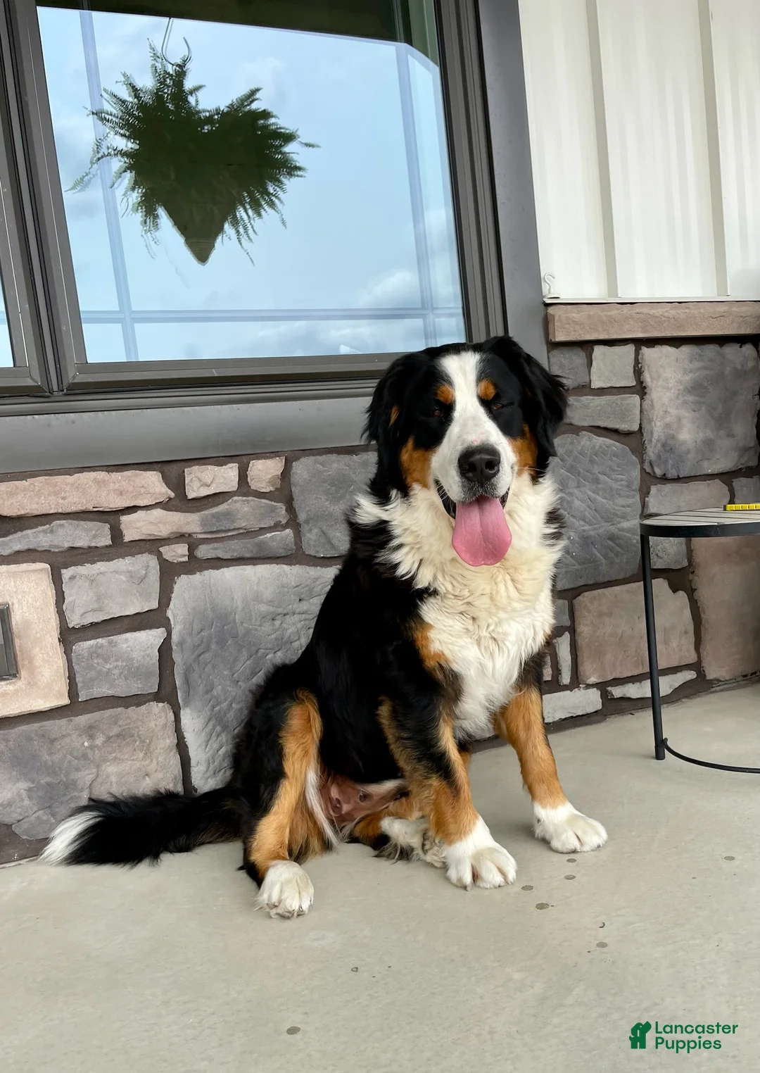 Bernese Mountain Dog dogs for sale: Lily - Ad 8