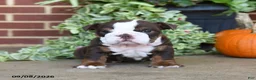 English Bulldog dogs for sale: Sweetie - Ad 2