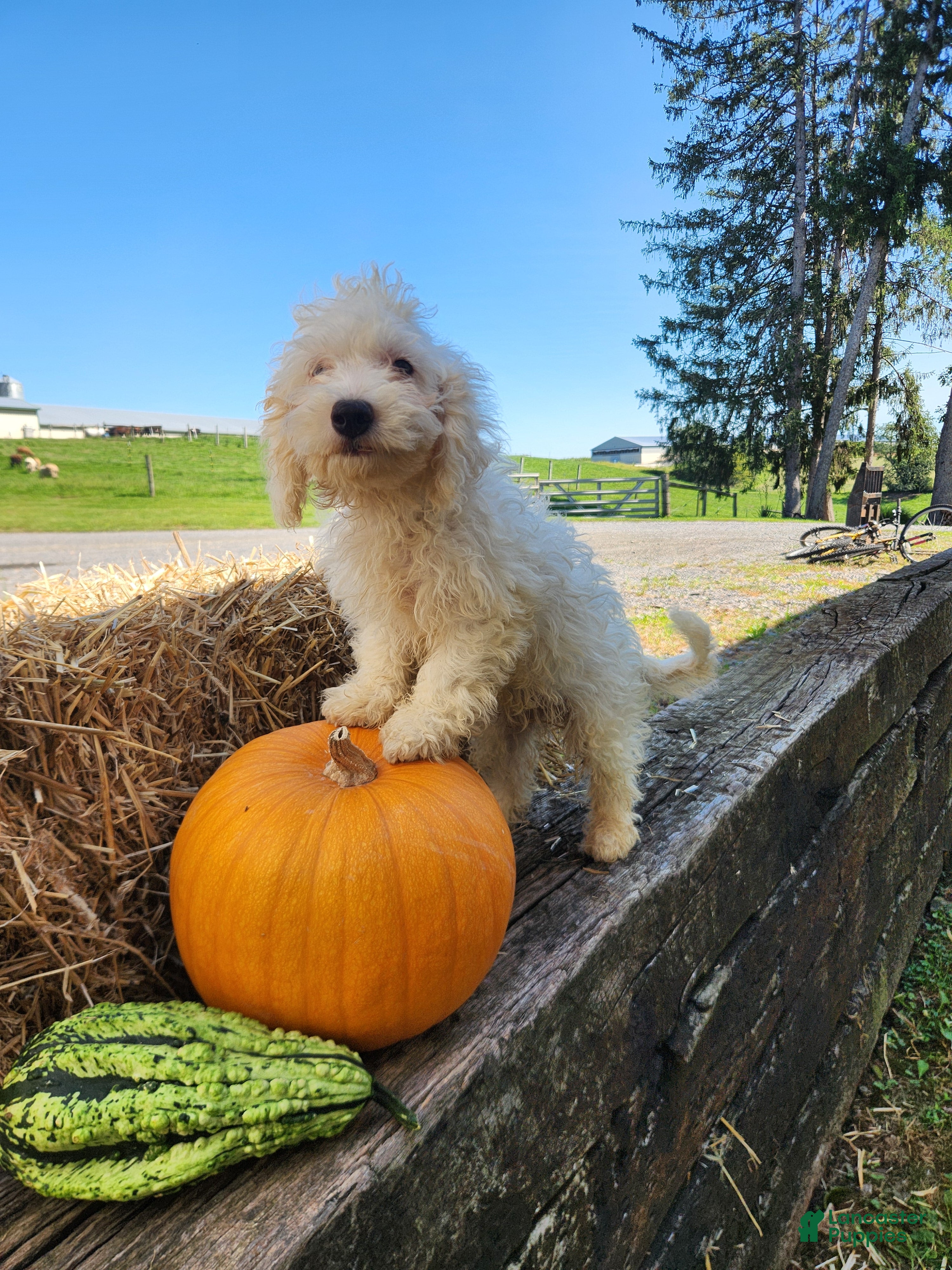 Cockapoo dogs Vanilla - Ad 1