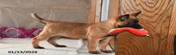 Belgian Malinois dogs for sale: Bruno - Ad 11