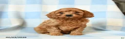 Cavapoo dogs for sale: Checkers - Ad 3
