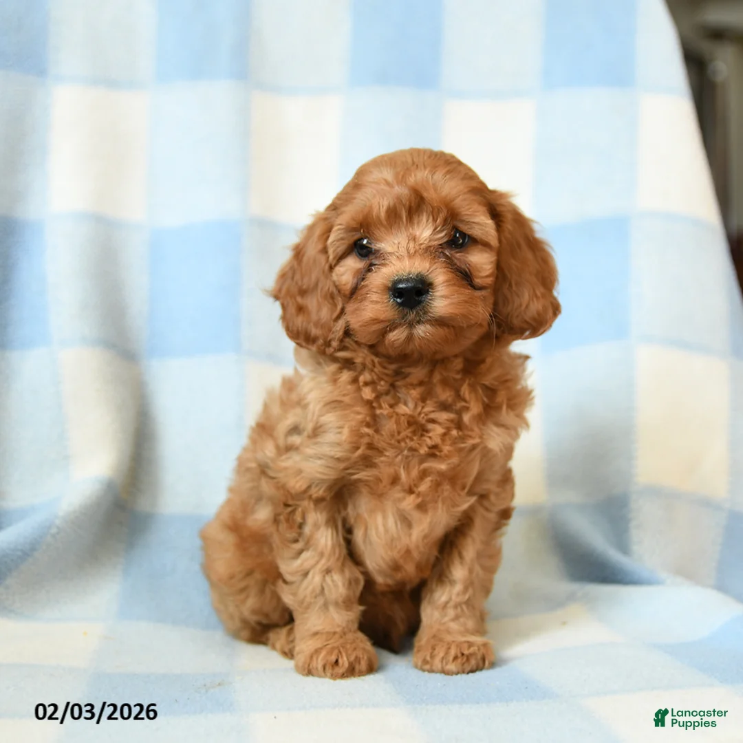 Cavapoo dogs for sale: Checkers - Ad 3