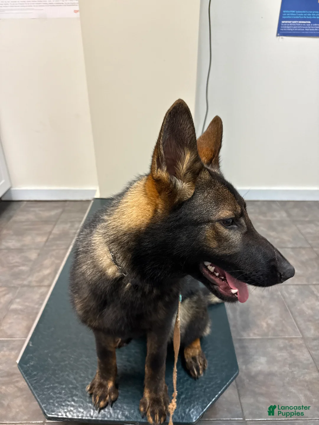 German Shepherd dogs for sale: German Shepherd Puppy Czech Republic  - Ad 3