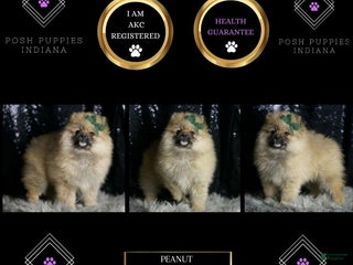 Pomeranian dogs Peanut - Ad 26