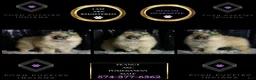 Pomeranian dogs for sale: Peanut - Ad 1