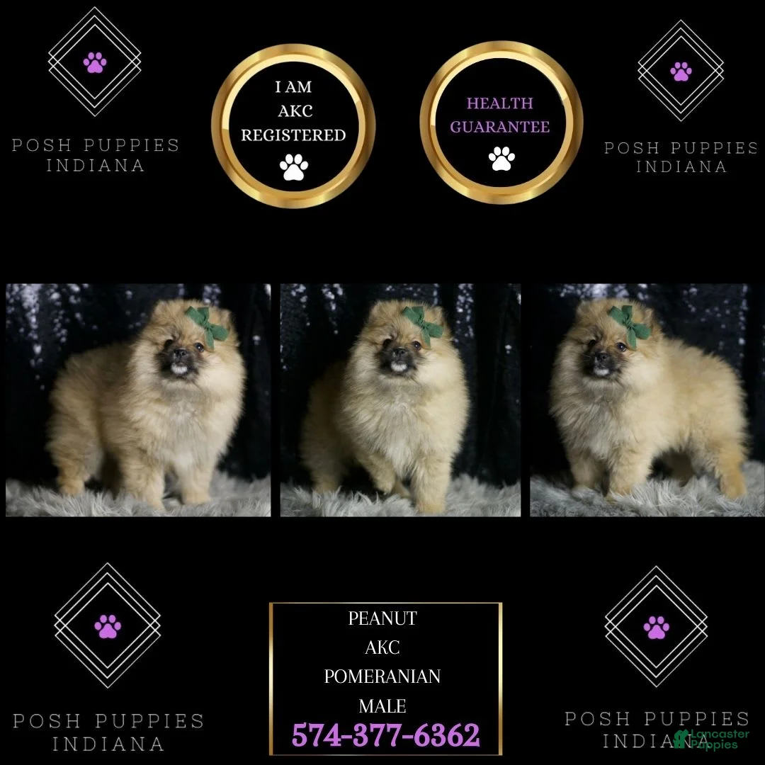 Pomeranian dogs for sale: Peanut - Ad 1