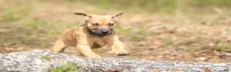 Mixed Breed dogs for sale: Falcon - European Doberdane - Ad 6