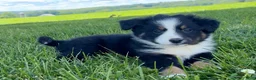 Australian Shepherd dogs for sale: Lola - Ad 1
