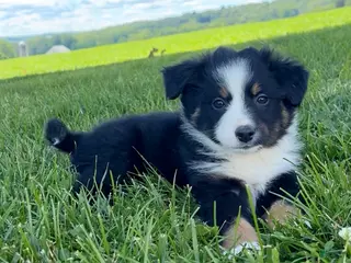 Australian Shepherd dogs for sale: Lola - Ad 3