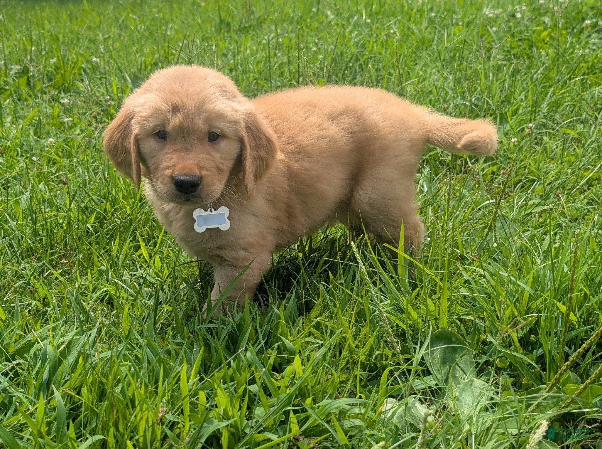 Golden Retriever dogs Max - Ad 1