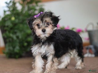 Morkie dogs Tina - Ad 24