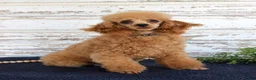 Toy Poodle dogs for sale: Tammi - Ad 4