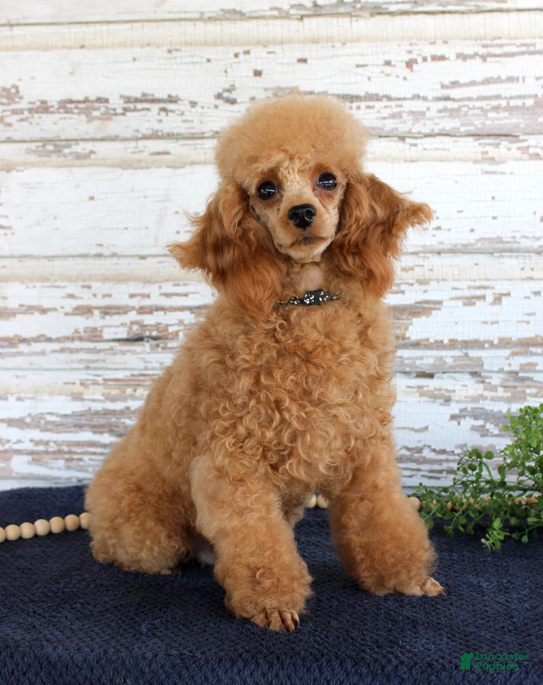 Toy Poodle dogs for sale: Tammi - Ad 4
