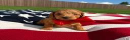 Mini Goldendoodle dogs for sale: Mini Goldendoodle 6 - Ad 4