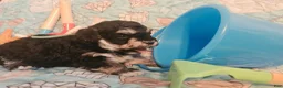 Toy Poodle dogs for sale: Bubba - Ad 3