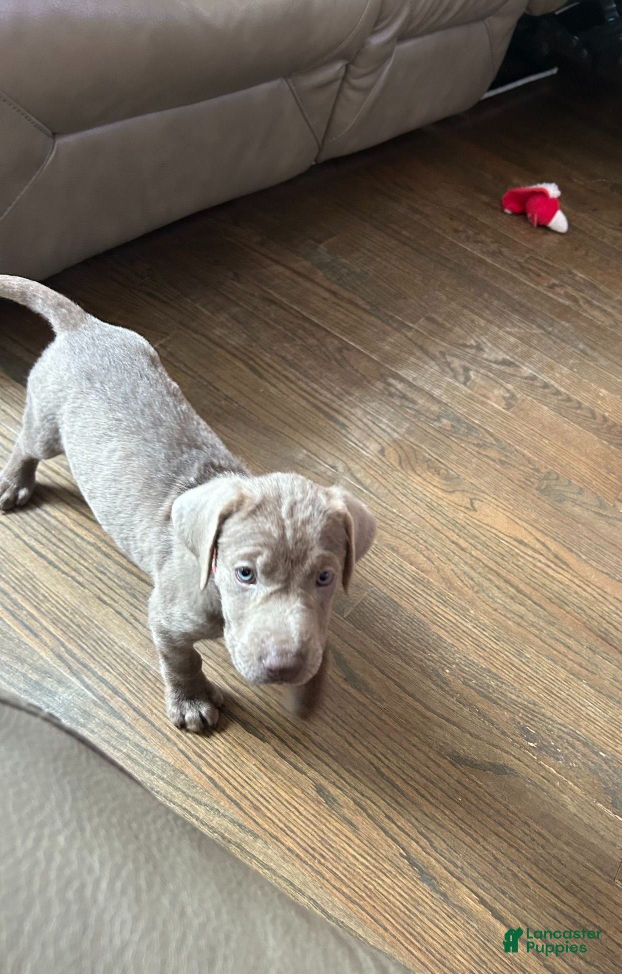 Labrador Retriever dogs AKC Registered Silver Labrador Retriever Puppy – Female - Ad 2