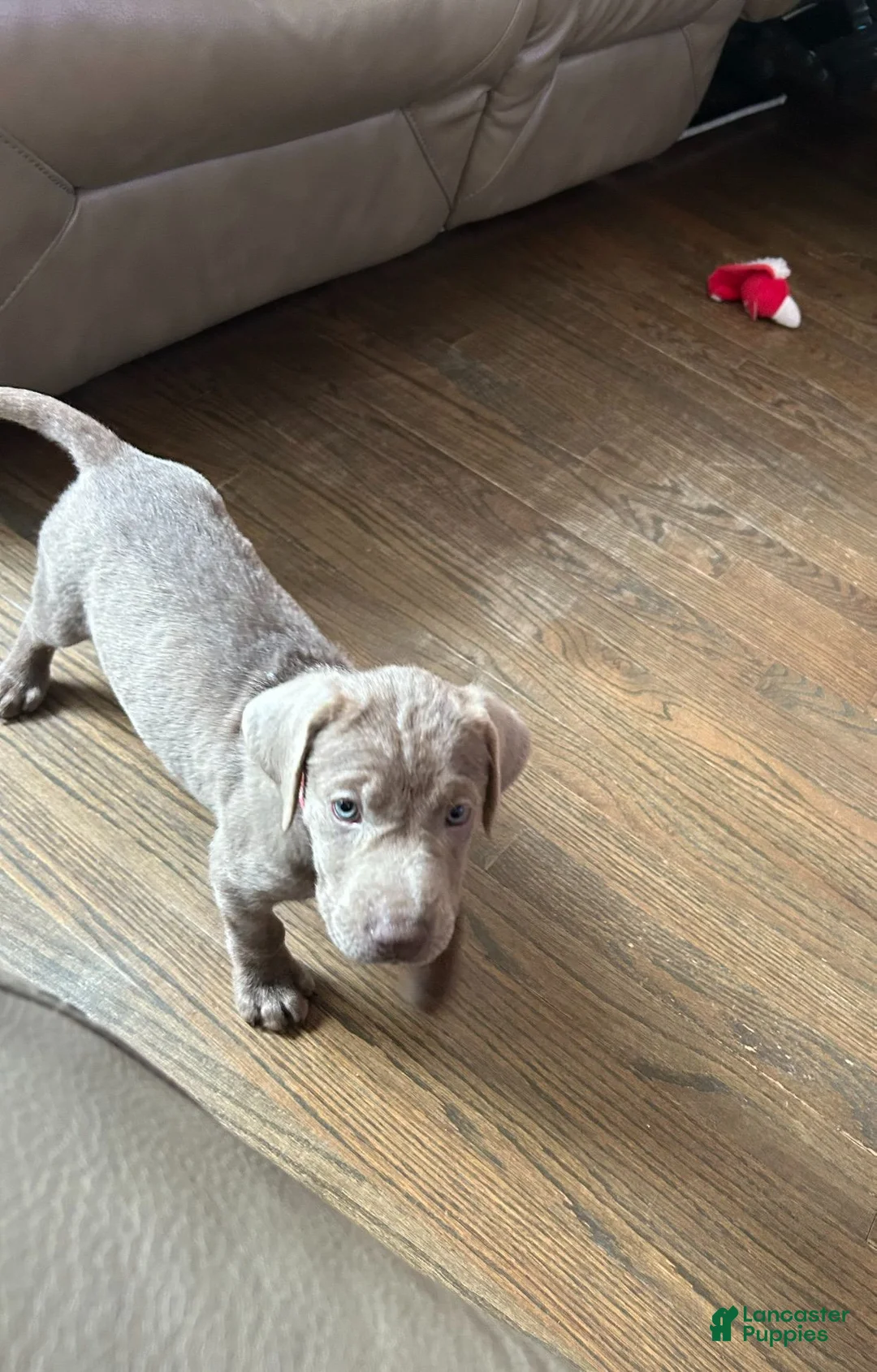 Labrador Retriever dogs for sale: AKC Registered Silver Labrador Retriever Puppy – Female - Ad 2