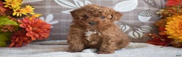 Miniature Poodle dogs for sale: Sheila - Ad 1