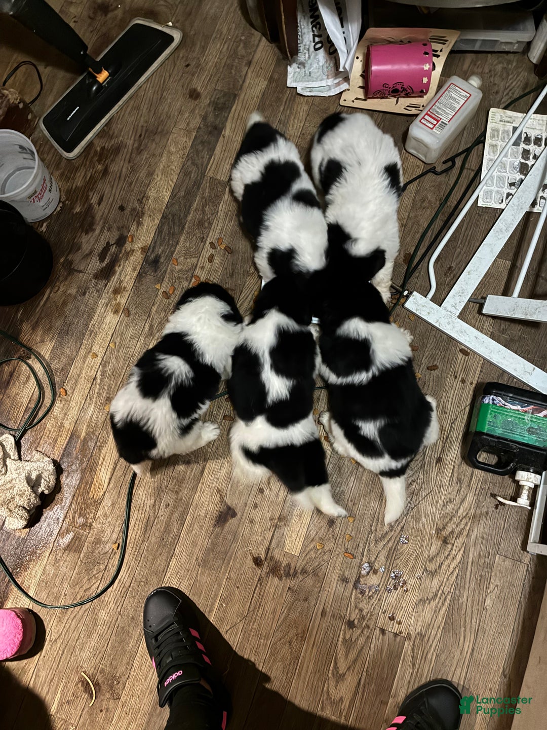 Newfoundland dogs for sale: Newfoundland Puppy 3 - Ad 18