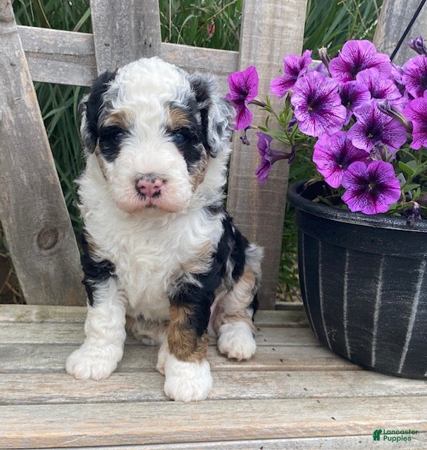 Mini Bernedoodle dogs Bruno- mini/medium - Ad 1