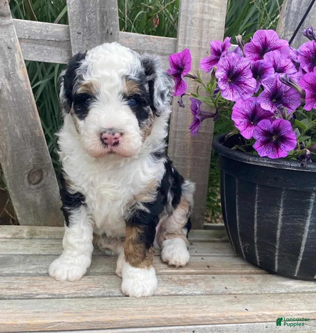 Mini Bernedoodle dogs for sale: Bruno- mini/medium - Ad 1