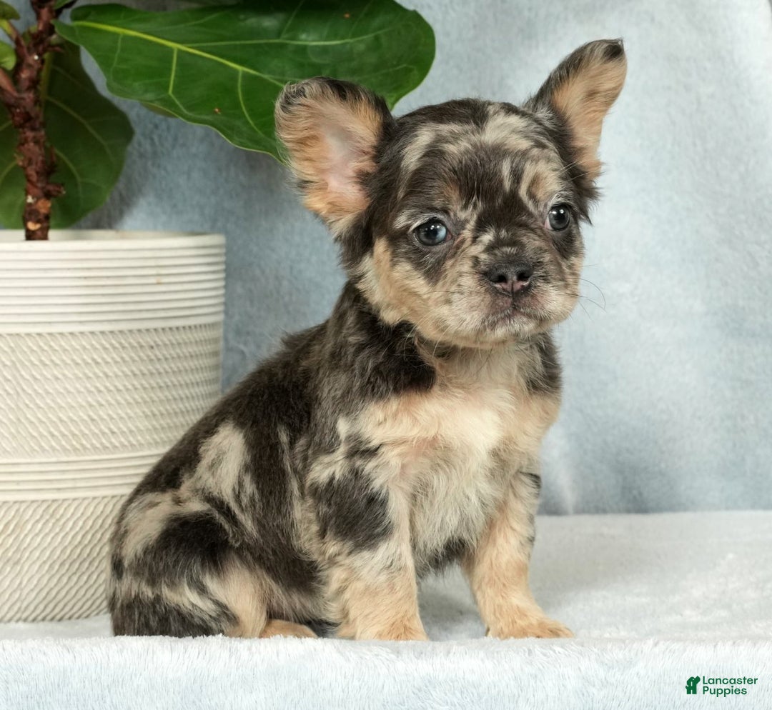 French Bulldog dogs for sale: Ashley - Ad 7