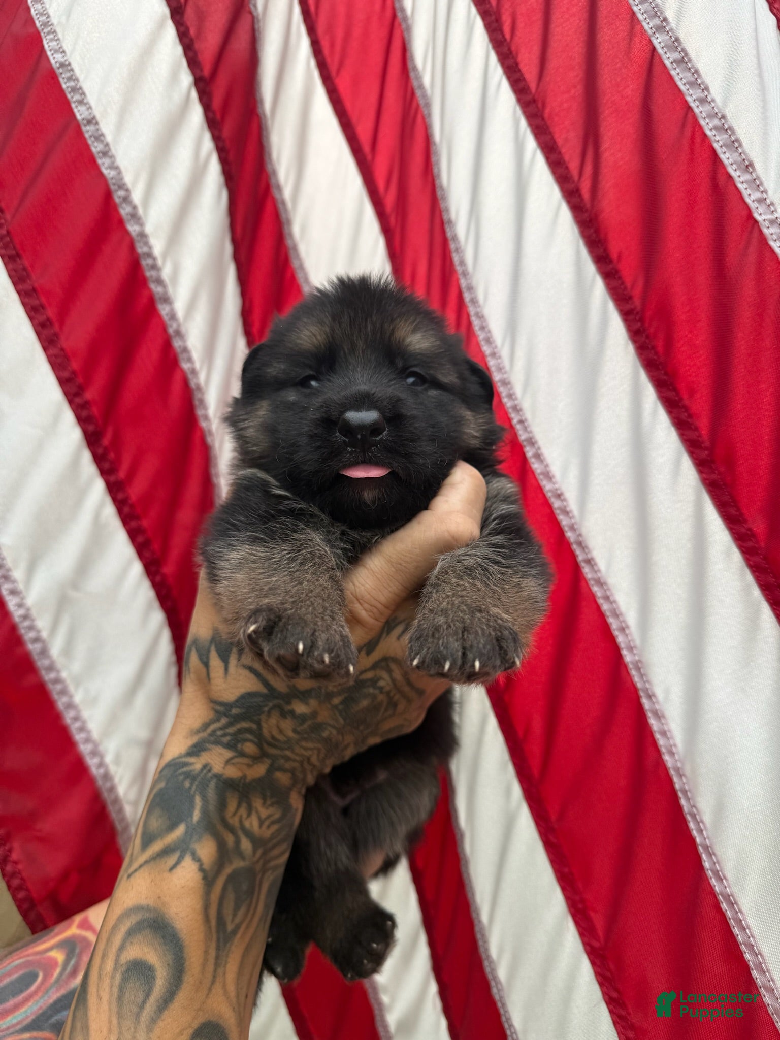 German Shepherd dogs Bear - Ad 1