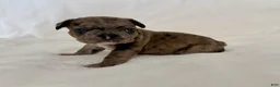 French Bulldog dogs for sale: Picho   - Ad 2