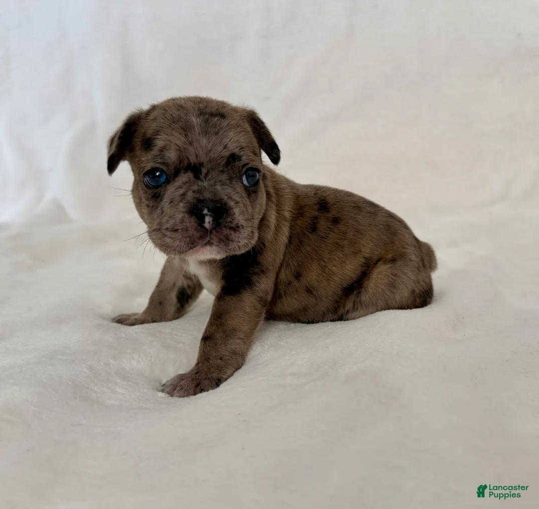 French Bulldog dogs for sale: Picho   - Ad 2