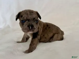 French Bulldog dogs Picho - Ad 34