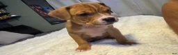 Mixed Breed dogs for sale: Ryder - Ad 11
