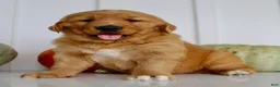 Golden Retriever dogs for sale: Brice Male AKC Golden Retriever - Ad 12