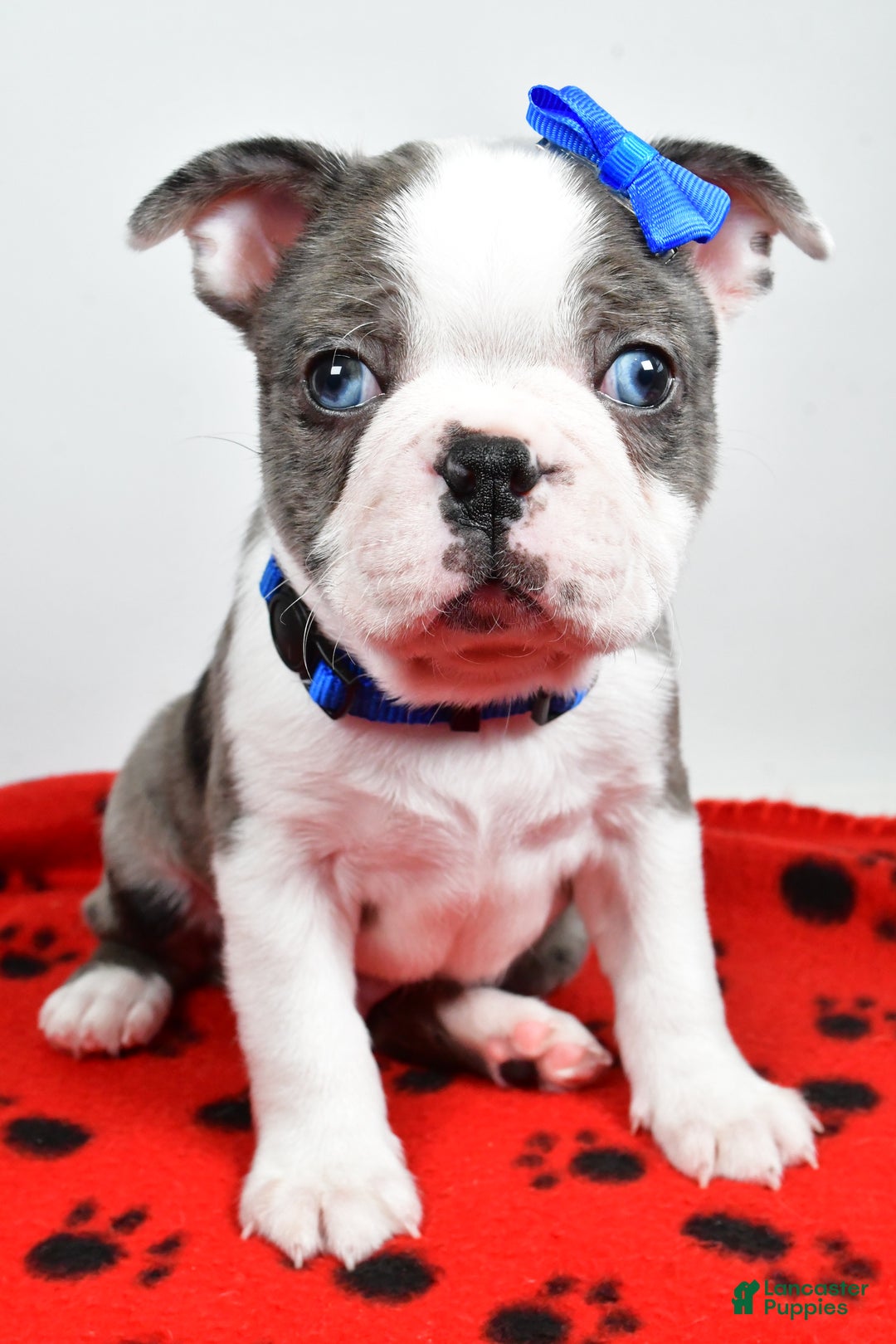 Mixed Breed dogs for sale: Scout - Ad 8