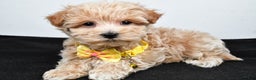 Maltipoo dogs for sale: Splash - Ad 2