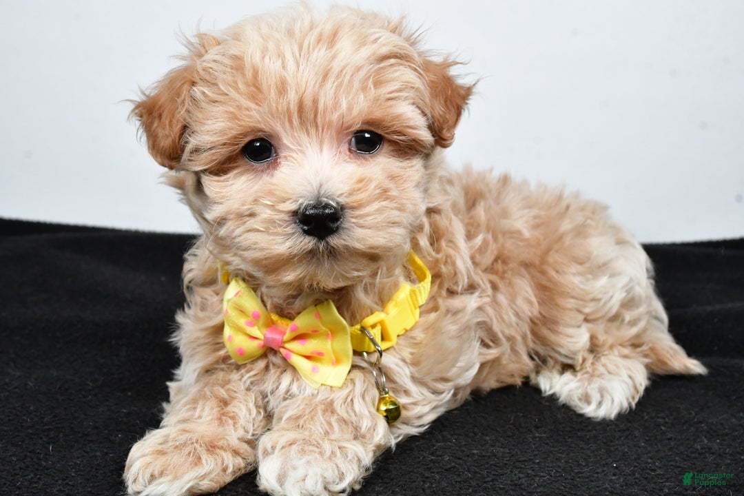 Maltipoo dogs for sale: Splash - Ad 2
