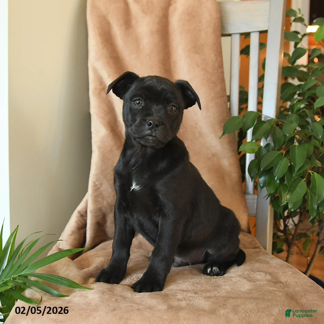 Mixed Breed dogs for sale: Lux - Ad 1