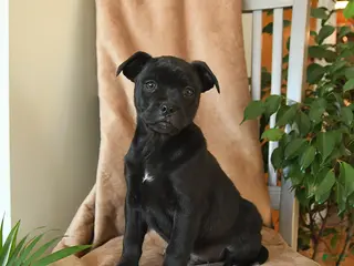 Mixed Breed dogs Lux - Ad 19