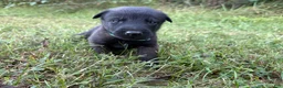 Belgian Malinois dogs for sale: Peter Parker (light blue) - Ad 9