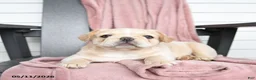 French Bulldog dogs for sale: Tucker - Ad 8
