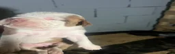 Olde English Bulldogge dogs for sale: White and fawn brindle female  - Ad 2