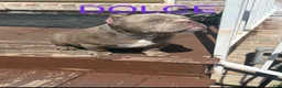American Bully dogs for sale: American Bully 2 - Ad 24