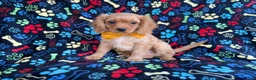 Cavapoo dogs for sale: Ruger - Ad 8