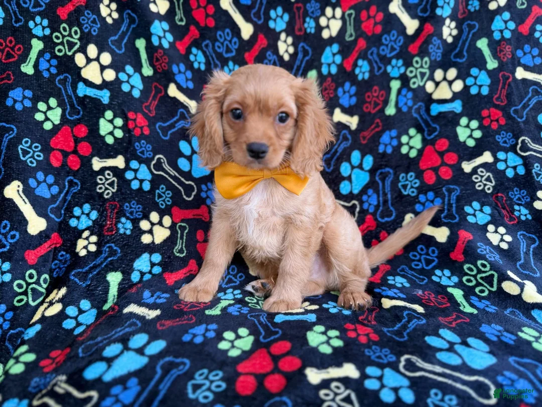 Cavapoo dogs for sale: Ruger - Ad 8